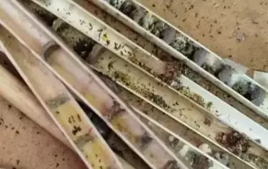 Skrzydlaci goście w ogrodzie &ndash; jak przyciągnąć zapylacze? 8