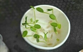 Obchody Światowego Tygodnia M&oacute;zgu w Naszej Szkole 27