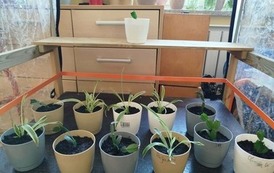 Tydzień M&oacute;zgu w naszej szkole! 17