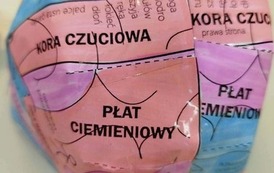 Tydzień M&oacute;zgu w naszej szkole! 31