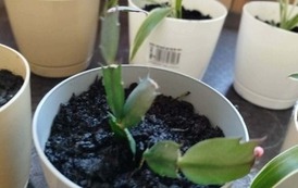 Tydzień M&oacute;zgu w naszej szkole! 42