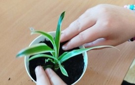 Tydzień M&oacute;zgu w naszej szkole! 43